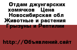 Отдам джунгарских хомячков › Цена ­ 1 - Новосибирская обл. Животные и растения » Грызуны и Рептилии   